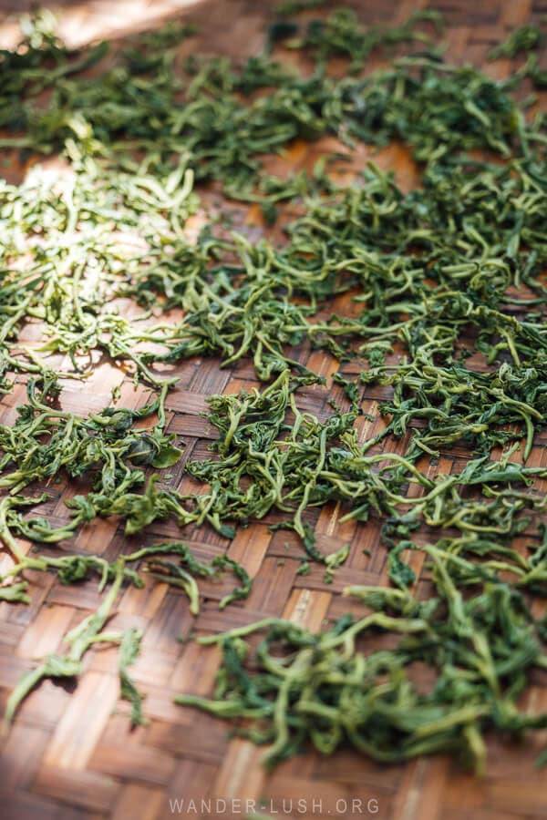 Freshly picked green tea leaves spread across a woven basket.