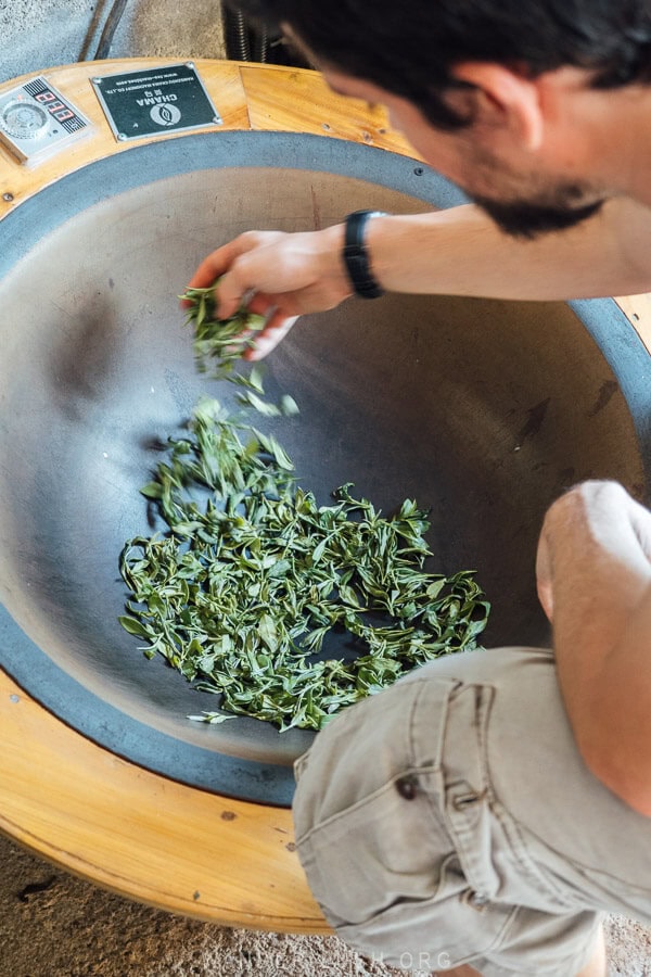 A man roasts green tea leaves in a heated wok in Guria, Georgia.