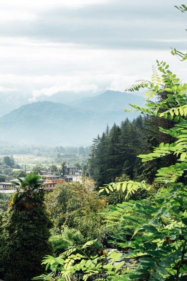 A view of the lush hills of Guria region framed by bright green foliage.