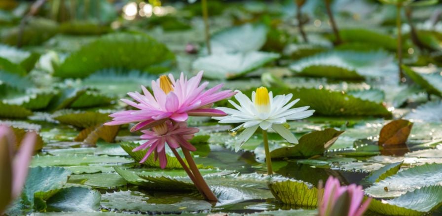 Water lily in Tao Dan park Vietnam