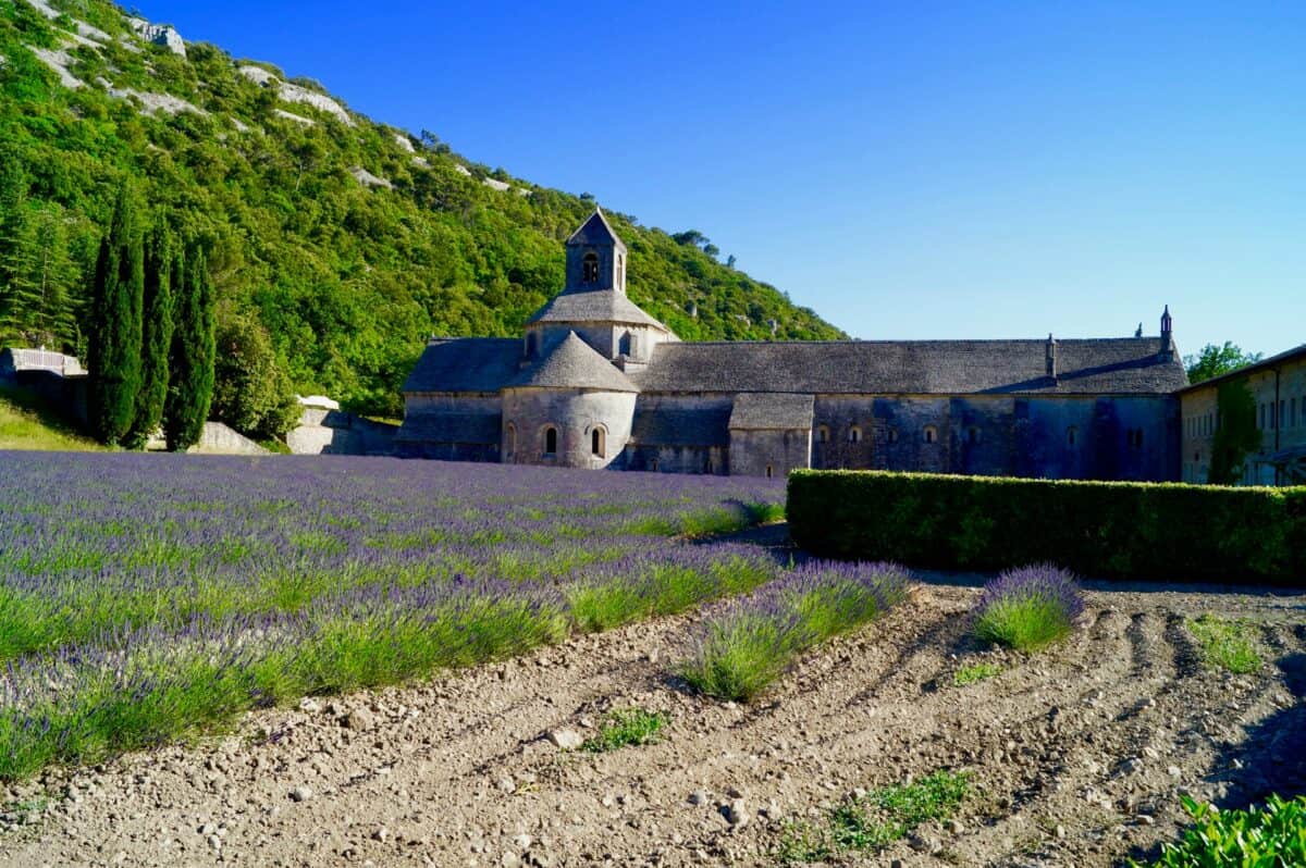 Senanque Abbey with lavender