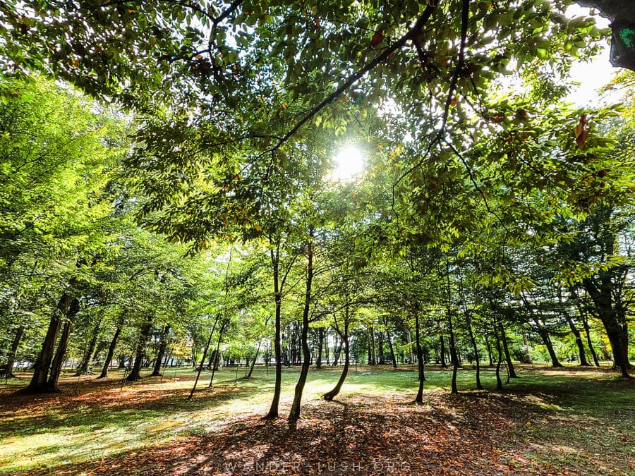 The sun peeks through tall trees inside Zugdidi Botanical Garden.