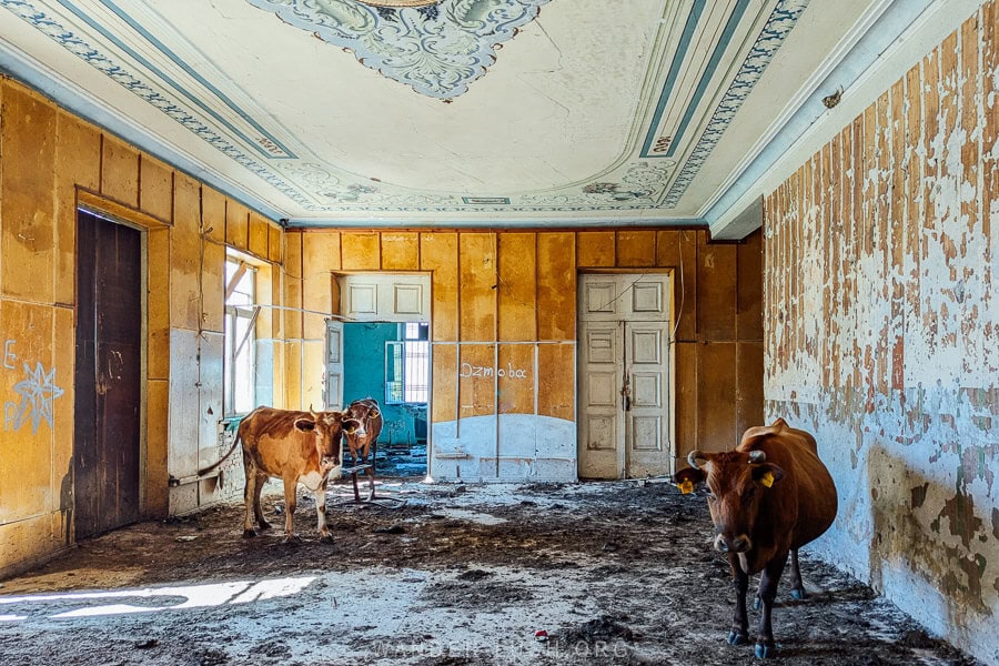 Three cows standing inside a ruined Soviet-era Palace of Culture in Ingiri, Georgia.