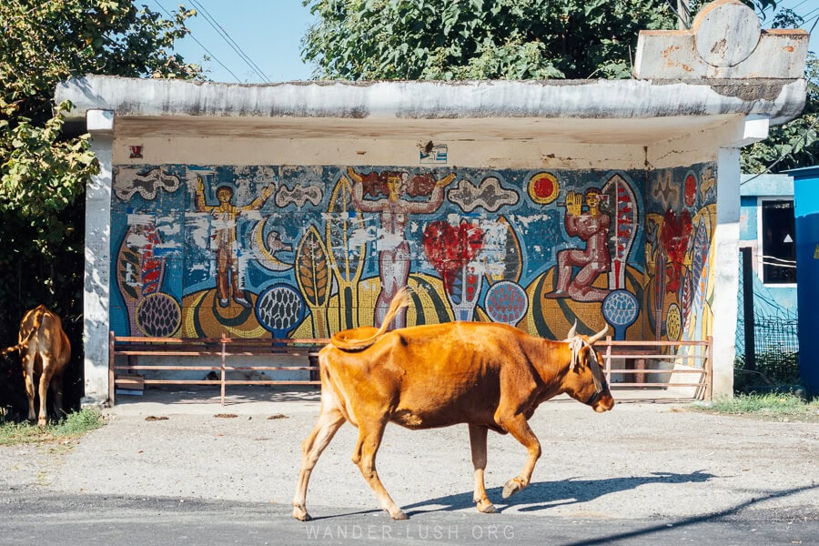 A cow walks past a colourful bus shelter mosaic in Georgia.