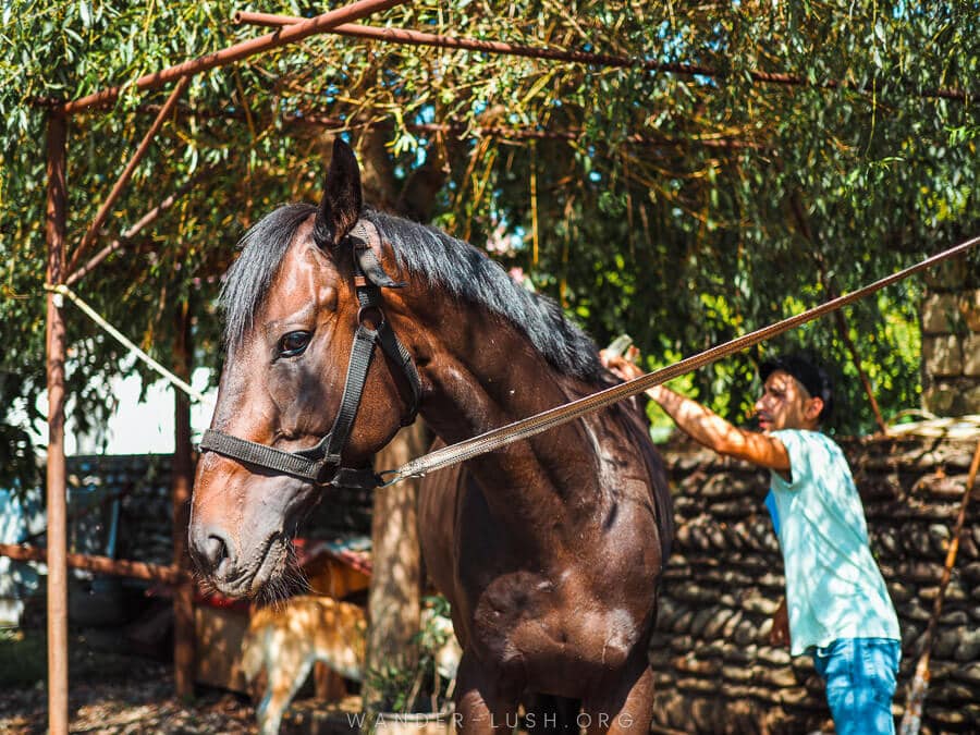 A man brushes a horse at a riding school and stable in Zugdidi.