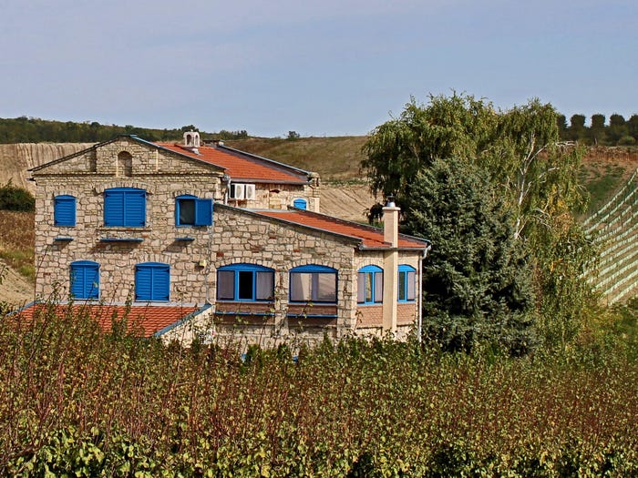 vineyard in serbia