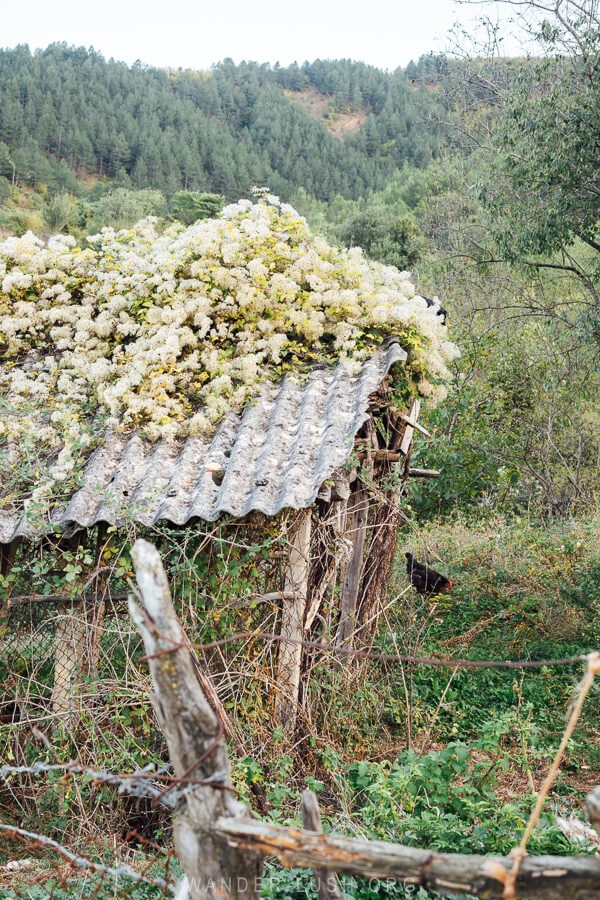 A little shed covered with flowers.