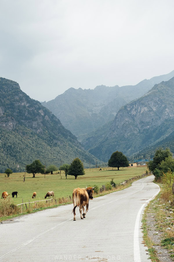 A cow on the road from Mestia to Ushguli in Georgia.