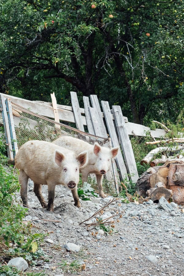 Two pigs pose for a photo in a village in Svaneti.