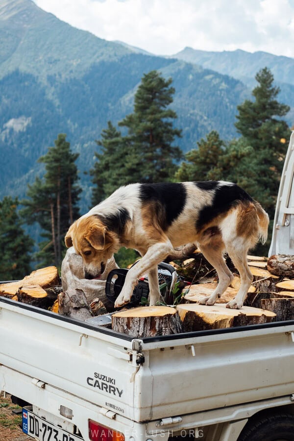 A dog stands atop cut logs in the back of a truck in Svaneti.