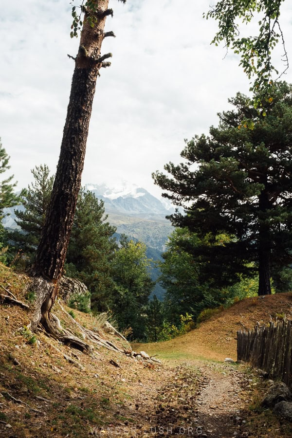 A hiking trail through pine forests in Svaneti, Georgia.