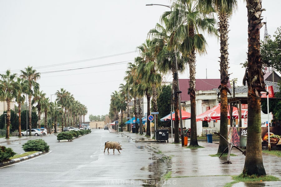 A pig crosses the quiet main road in Anaklia Georgia, with shops along one side and palm trees flanking the sidewalks.