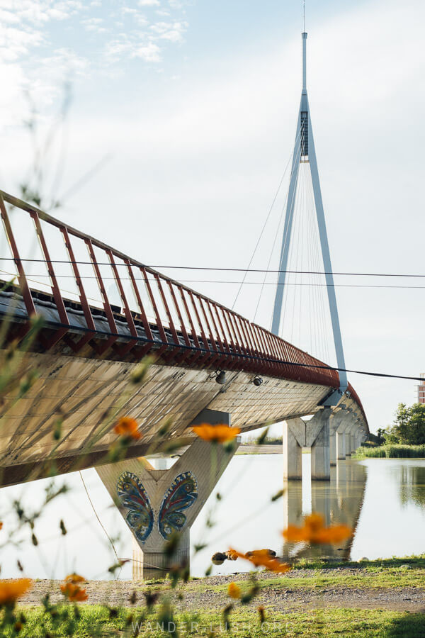 The Anaklia suspension bridge viewed from the edge of the Enguri River, with orange wildflowers.