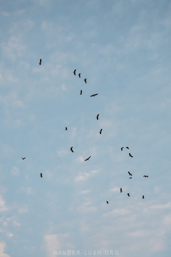 Raptor birds flying overhead in the Batumi Corridor in Anaklia, Georgia.