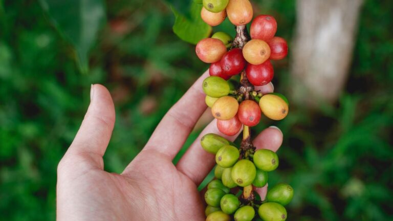 El Salvador Coffee Farms to Visit | centralamerica.com