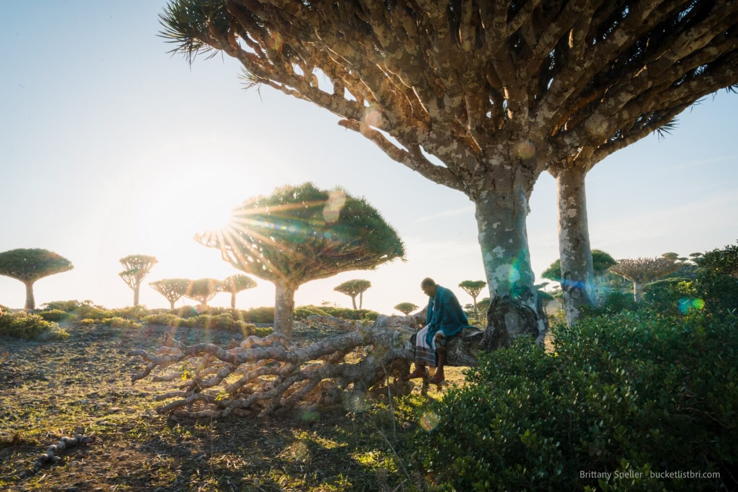 A Soqotri man sits on branch of a Dragon Blood Tree in the Firhmin Forest, Socotra, Yemen.