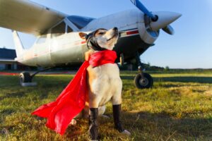 Is Your Dog Ready to Fly? Exclusive Interview with Rover Pet Expert Nicole Ellis