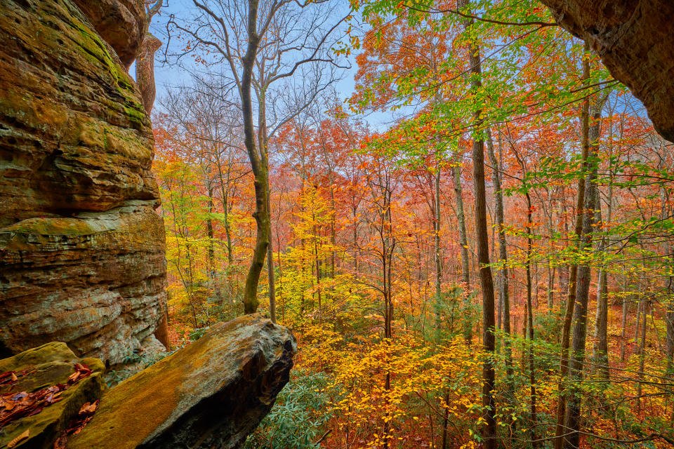 View from a rock ledge overlooking a forest with autumn leaves in Kentucky.