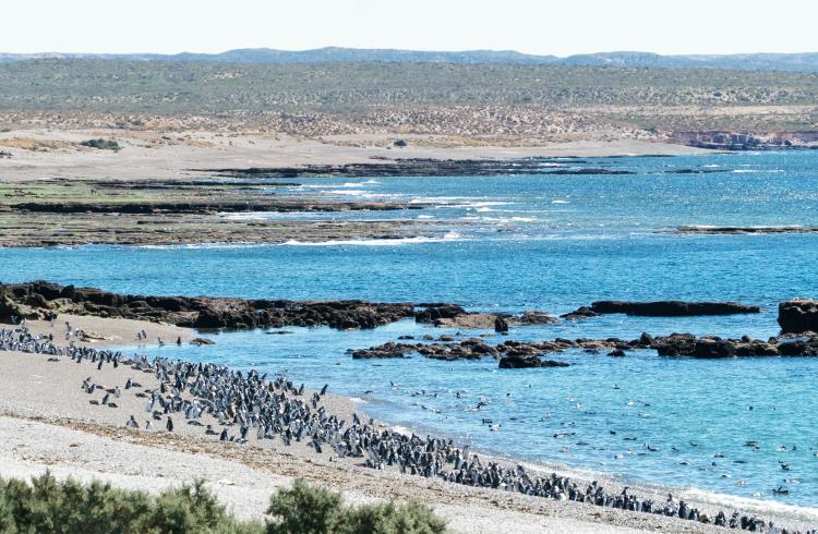 Penguins on the shore of Peninsula Valdes, on the coast of Argentine Patagonia.