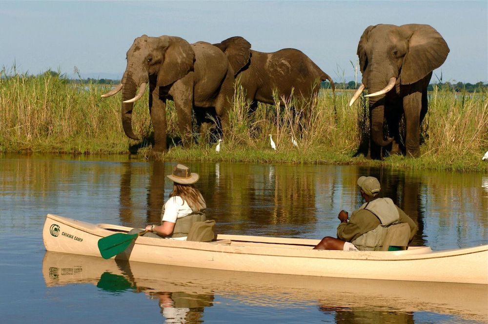 two people paddle past elephants on the Zambezi River in Chiawa, Zimbabwe