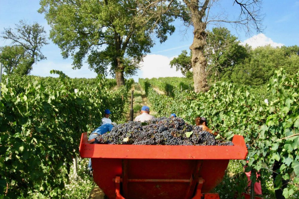 tractor harvesting grapes in a vineyard in Tuscany Italy