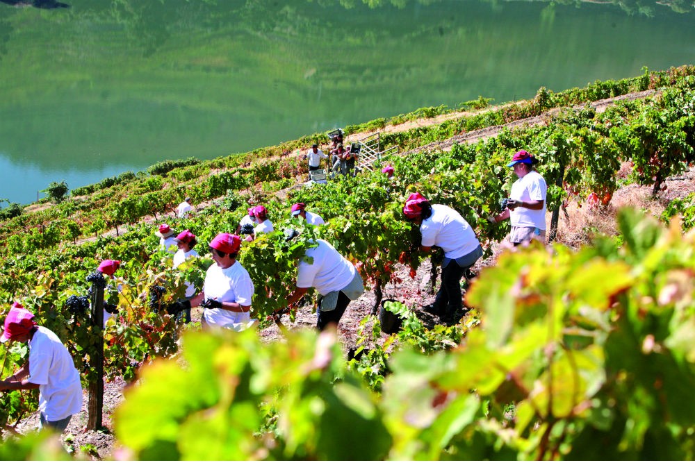 Grape harvest in the Douro Valley, Portugal