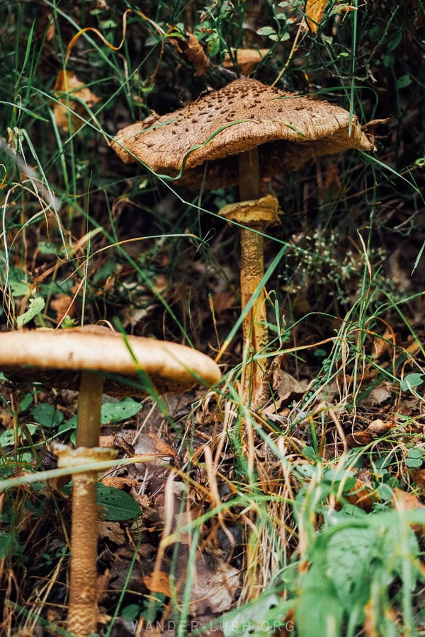 Two mushrooms sprouting from the forest floor near Ushguli.