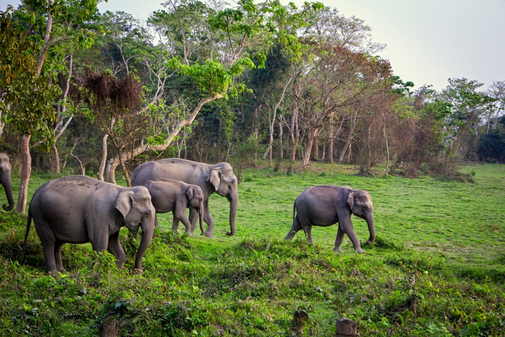 Elephants crossing a safari track in India.