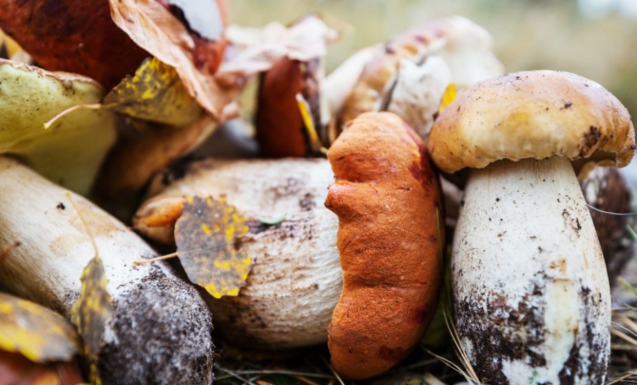 Fiera nazionale del fungo porcino (National Porcino Mushroom Fair)
