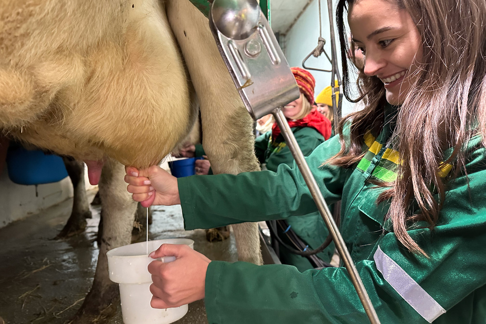 Milking one of the happy cows.