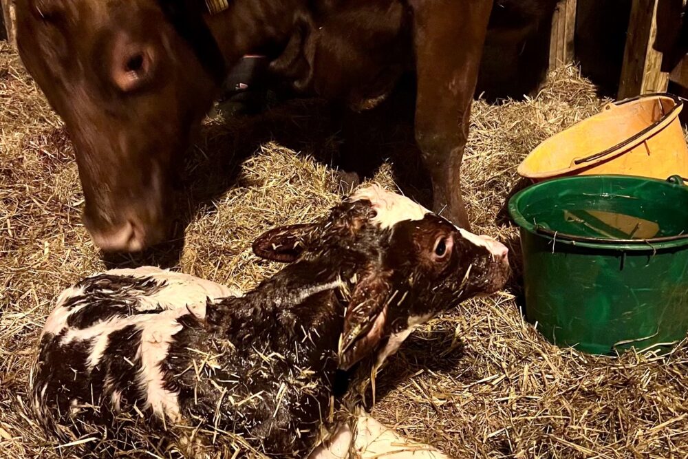 Newborn calf named Wendy at Grøndalen Gård.