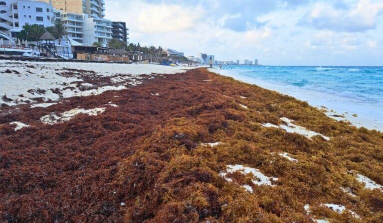 Sargassum Cleared On Tulum Beaches Falls Nearly 70 Percent in 2024