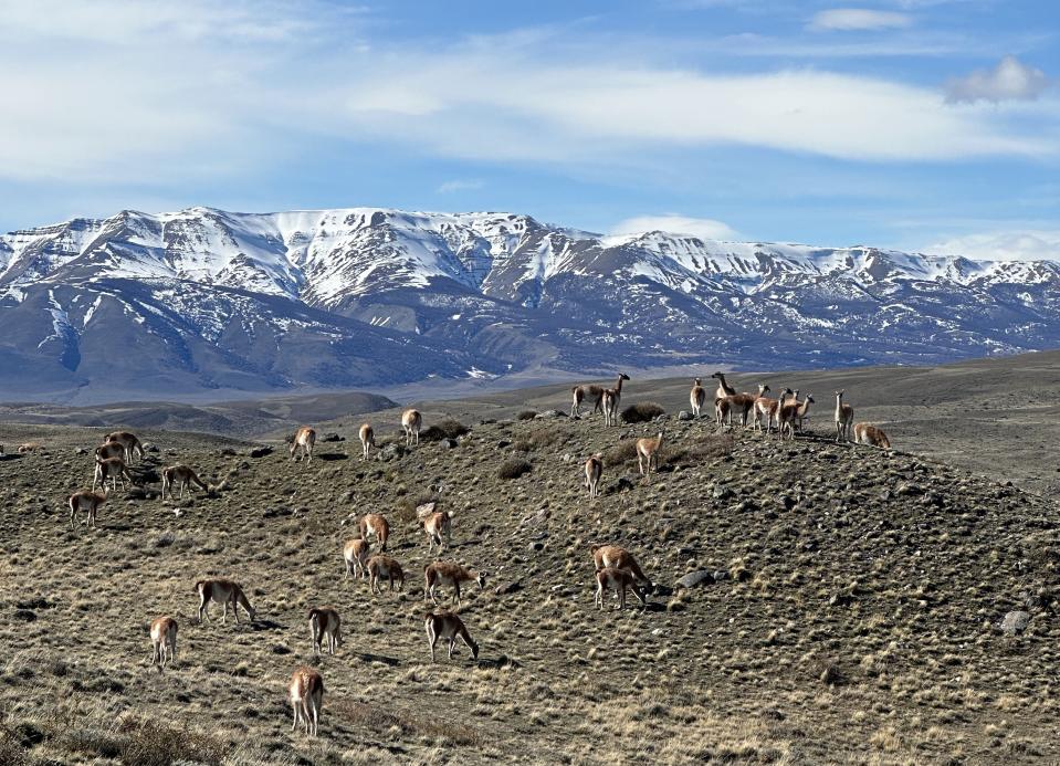 Grazing guanaco in Torres del Paine