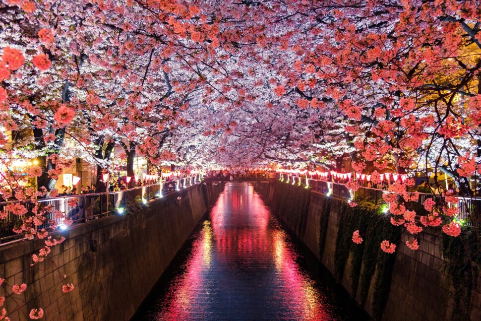 Close-up view of vibrant sakura cherry blossoms in full bloom against a clear blue sky, symbolizing Japan's iconic spring season and the beauty of travel during cherry blossom festivals.