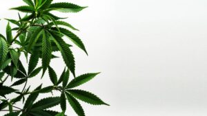 Where is Recreational Marijuana Legal in Central America