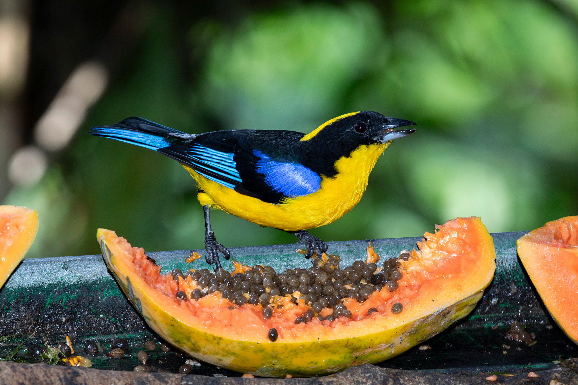 A blue-winged mountain tanager picks at a piece of papaya in Doña Dora’s backyard.