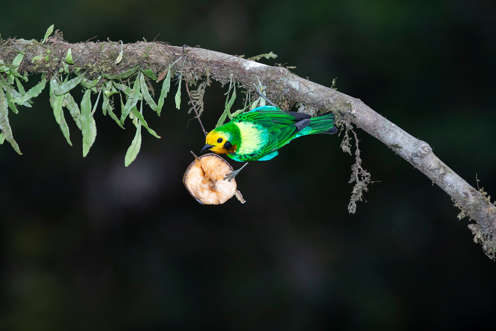 A multicolored tanager visits La Florida to snack on some fruit.