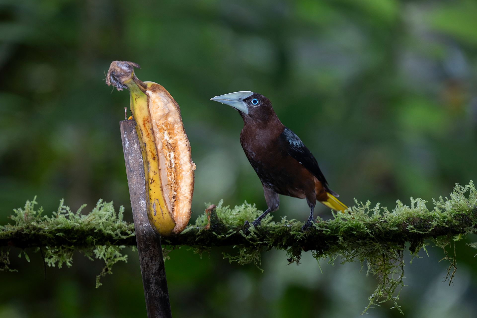 A dark brown bird with light blue beak and yellow tail feathers stands on a brand while eating a banana