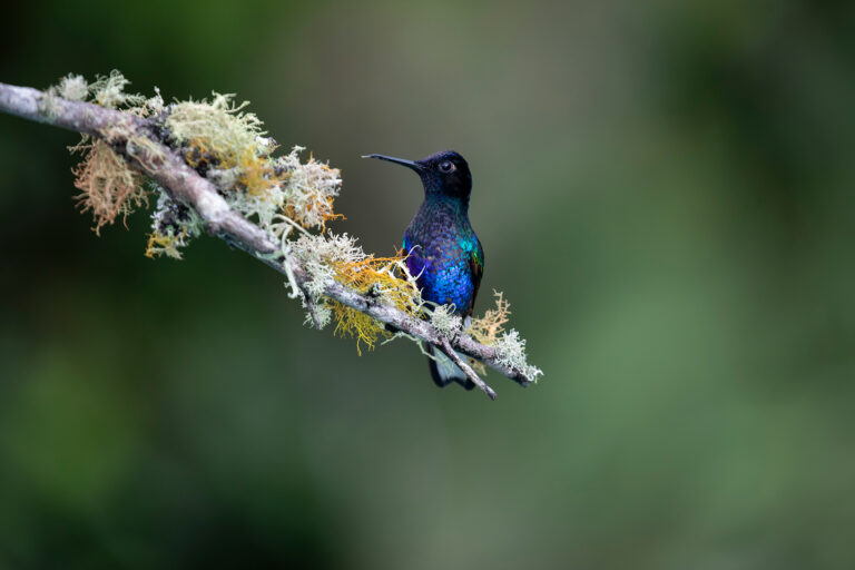 Why thousands of people are traveling to one country to see these birds - Vox.com