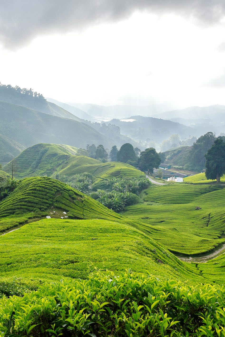 tea plantation cameron highlands malaysia asia