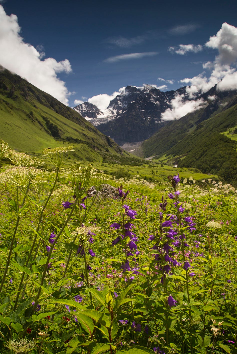 campanula latifolia, large bellflower growing in the valley of flowers in the himalayas