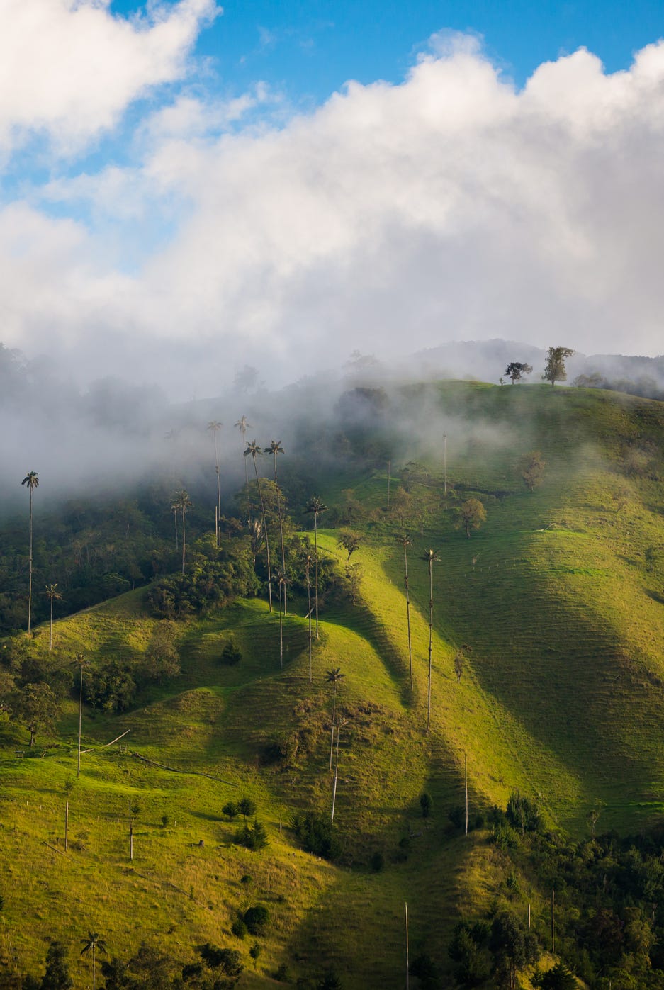 scenic view of cocora valley near salento in columbia