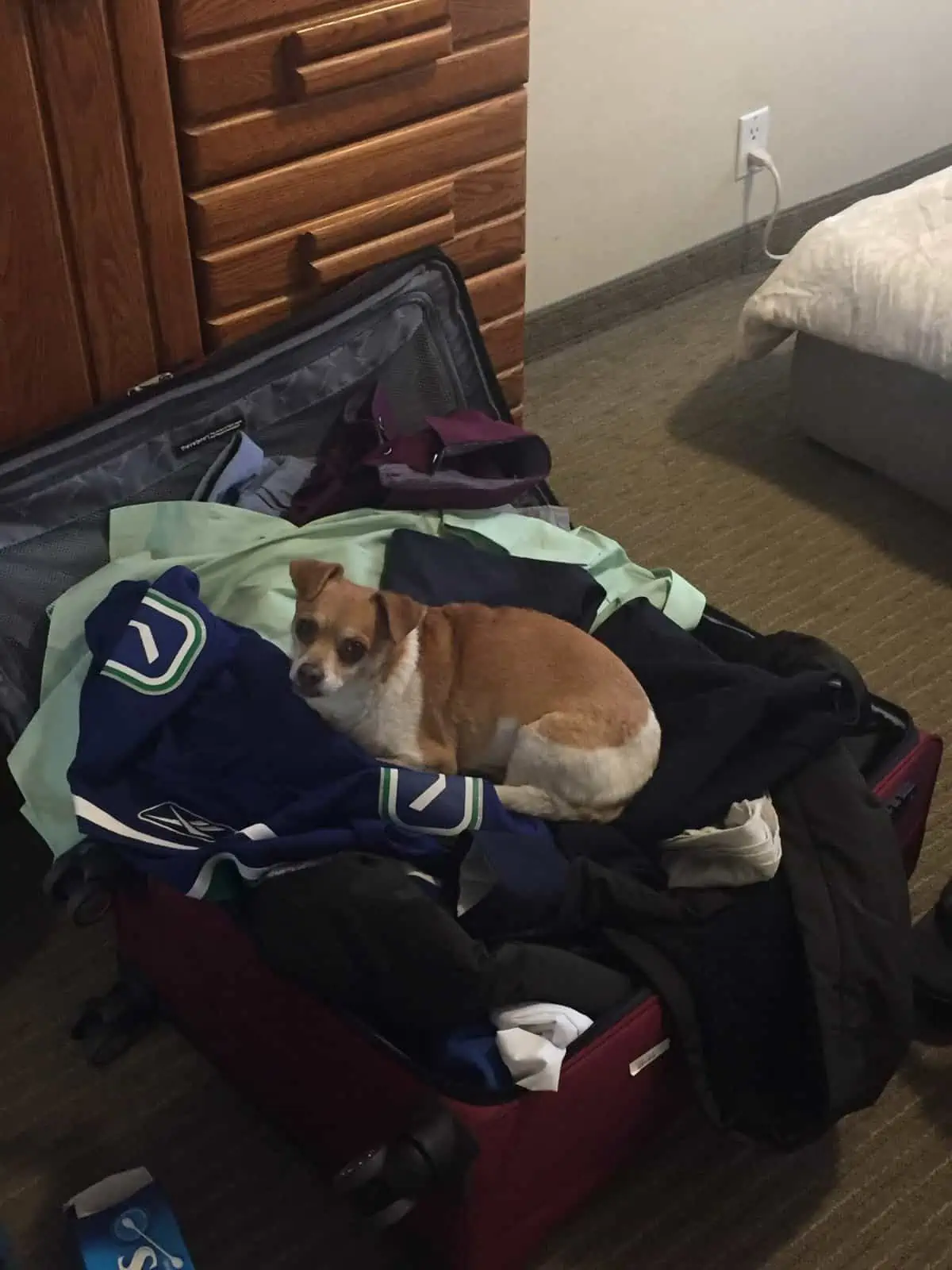 Ellie sitting in a suitcase with clothing in it, helping with the packing process