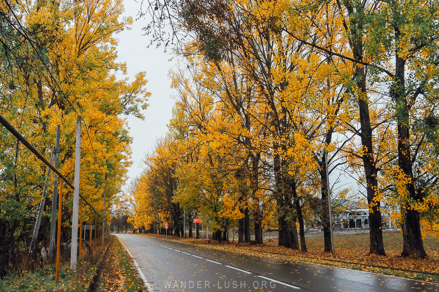 A road lined with autumn trees in Tianeti, Georgia.