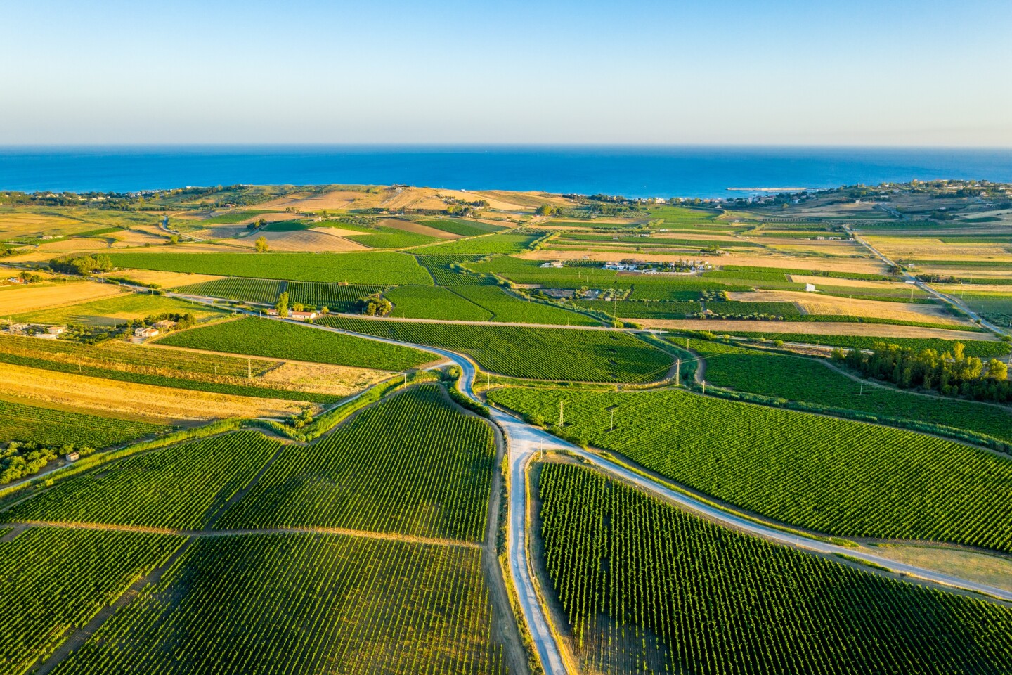 Aerial shots of wine fields by the sea