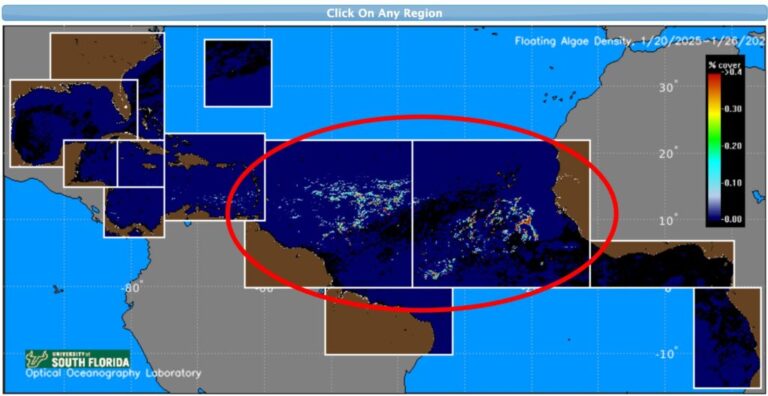 Cancun Sargassum Season 2025 – Predictions, Updates, MAP, etc.