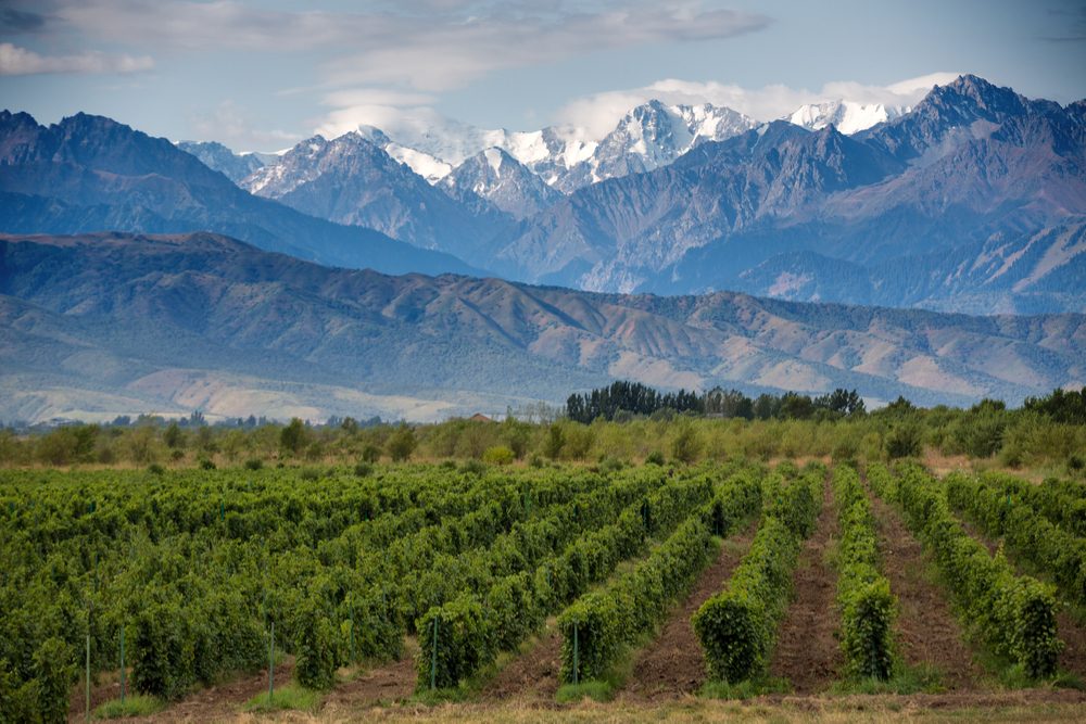 vineyards with snow-capped mountains in background Mendoza Argentina