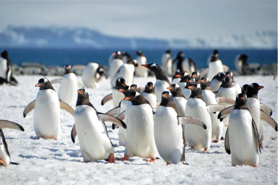 Gentoo penguins in Antarctica