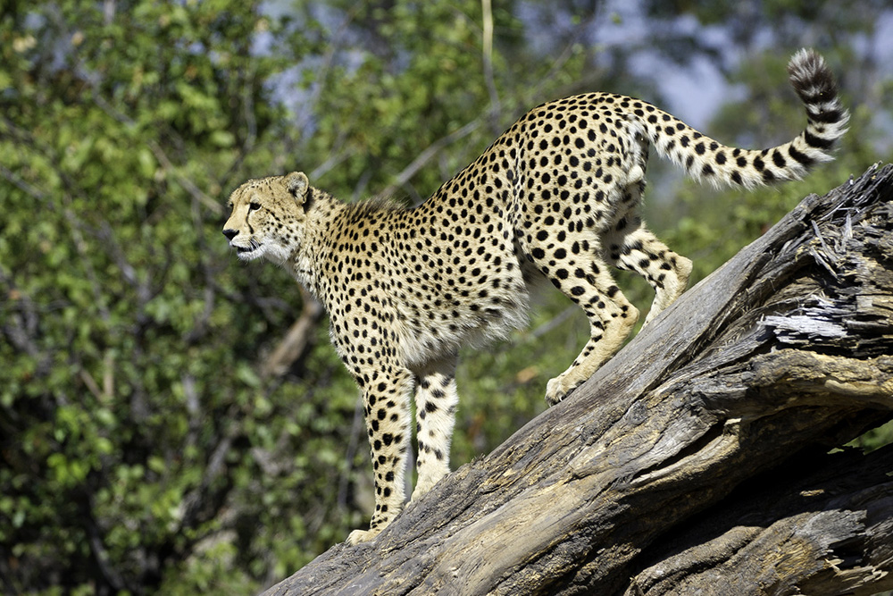 Cheetah in Botswana's Okavango Delta