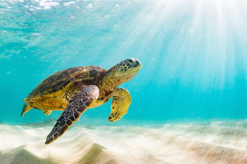 photo of Sea turtle swimming underwater in the Galapagos island